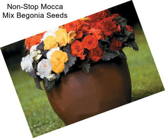 Non-Stop Mocca Mix Begonia Seeds