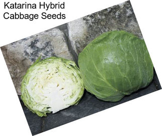 Katarina Hybrid Cabbage Seeds