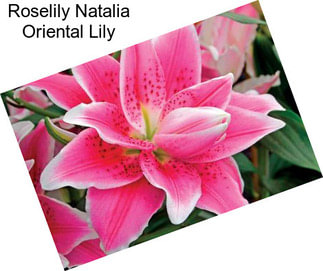 Roselily Natalia Oriental Lily