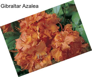 Gibraltar Azalea