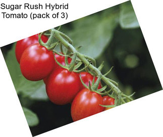 Sugar Rush Hybrid Tomato (pack of 3)