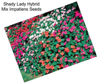 Shady Lady Hybrid Mix Impatiens Seeds