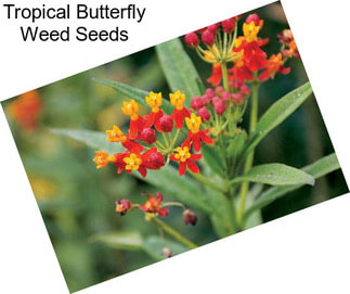 Tropical Butterfly Weed Seeds