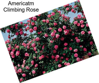 Americatm Climbing Rose