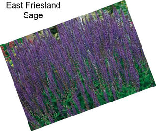 East Friesland Sage