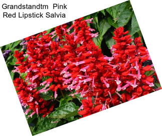 Grandstandtm  Pink Red Lipstick Salvia