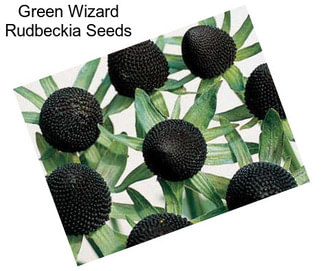 Green Wizard Rudbeckia Seeds
