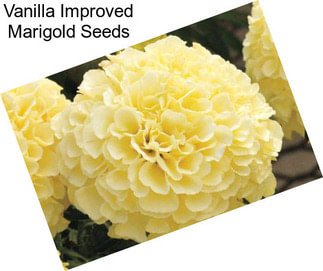 Vanilla Improved Marigold Seeds