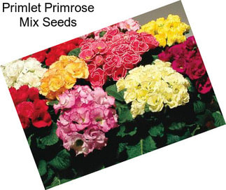 Primlet Primrose Mix Seeds