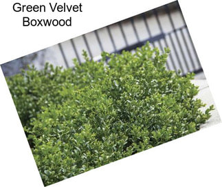 Green Velvet Boxwood