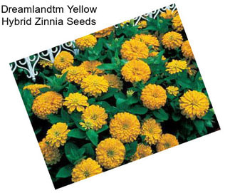 Dreamlandtm Yellow Hybrid Zinnia Seeds