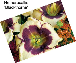 Hemerocallis \'Blackthorne\'