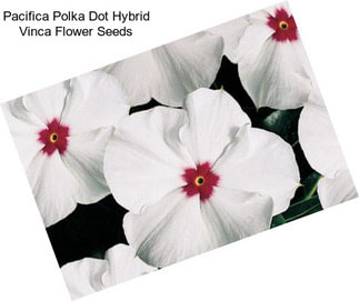 Pacifica Polka Dot Hybrid Vinca Flower Seeds