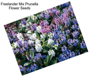 Freelander Mix Prunella Flower Seeds