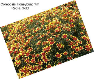 Coreopsis Honeybunchtm \'Red & Gold\'