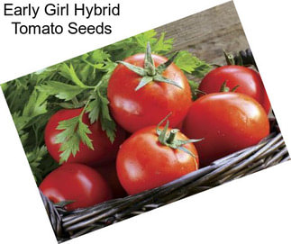 Early Girl Hybrid Tomato Seeds