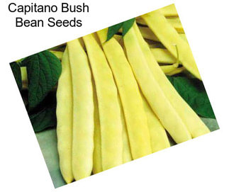 Capitano Bush Bean Seeds