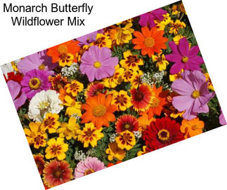 Monarch Butterfly Wildflower Mix