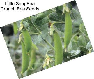 Little SnapPea Crunch Pea Seeds