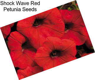 Shock Wave Red Petunia Seeds