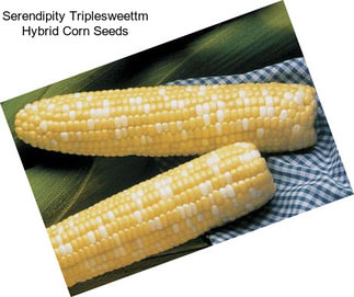 Serendipity Triplesweettm Hybrid Corn Seeds