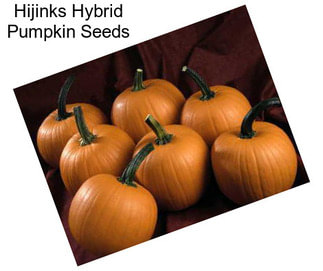 Hijinks Hybrid Pumpkin Seeds