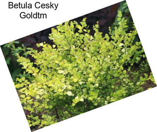 Betula Cesky Goldtm