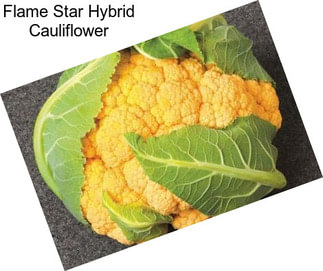 Flame Star Hybrid Cauliflower
