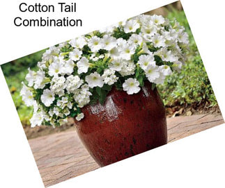 Cotton Tail Combination
