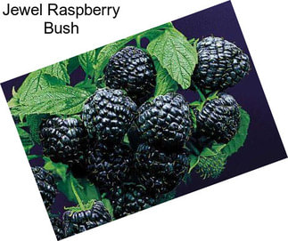 Jewel Raspberry Bush