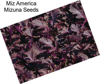 Miz America Mizuna Seeds