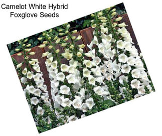 Camelot White Hybrid Foxglove Seeds