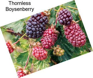 Thornless Boysenberry