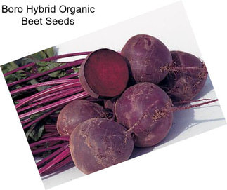 Boro Hybrid Organic Beet Seeds