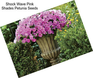 Shock Wave Pink Shades Petunia Seeds