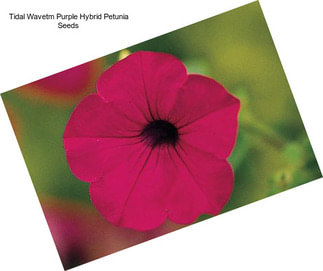 Tidal Wavetm Purple Hybrid Petunia Seeds