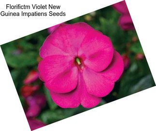 Florifictm Violet New Guinea Impatiens Seeds