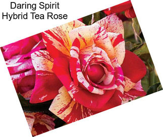 Daring Spirit Hybrid Tea Rose