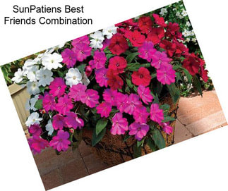 SunPatiens Best Friends Combination