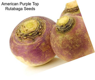 American Purple Top Rutabaga Seeds