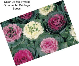 Color Up Mix Hybrid Ornamental Cabbage Seeds