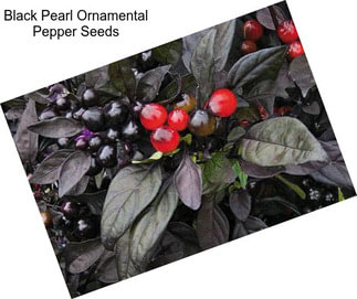 Black Pearl Ornamental Pepper Seeds