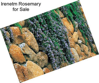 Irenetm Rosemary for Sale