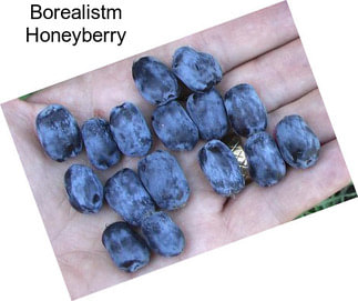 Borealistm Honeyberry