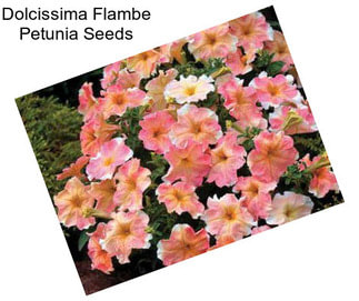 Dolcissima Flambe Petunia Seeds