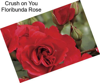 Crush on You Floribunda Rose