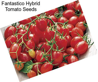 Fantastico Hybrid Tomato Seeds