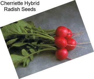 Cherriette Hybrid Radish Seeds