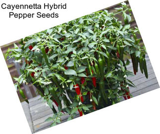 Cayennetta Hybrid Pepper Seeds
