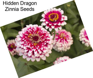Hidden Dragon Zinnia Seeds